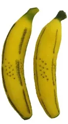 Multiplying Sponge Bananas (LARGE PAIR)